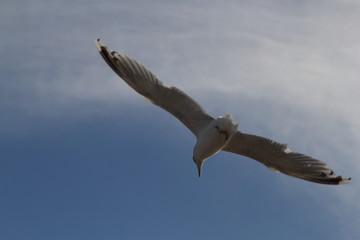 Seagull on the baltic sea