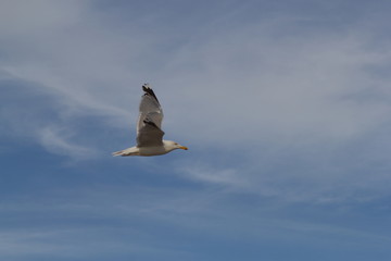 Seagull on the baltic sea
