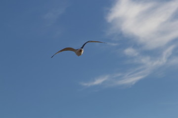 Seagull on the baltic sea