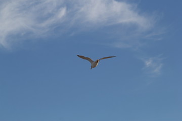 Seagull on the baltic sea