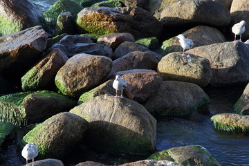 Seagull on the baltic sea