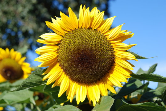 Sunflower © John R. Lintz
