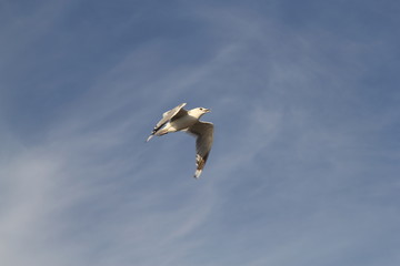 Obraz premium Seagull on the baltic sea