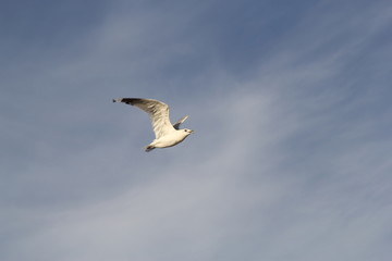 Seagull on the baltic sea