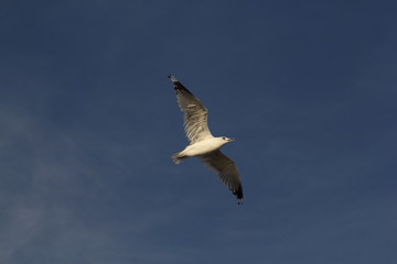 Seagull on the baltic sea