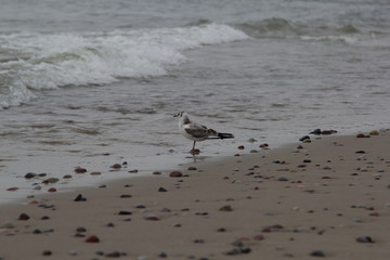 Seagull on the baltic sea