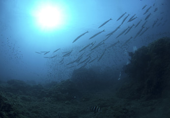 Fototapeta na wymiar barracudas