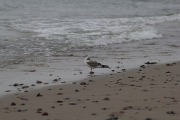 Seagull on the baltic sea
