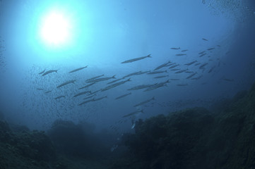 Fototapeta na wymiar barracudas