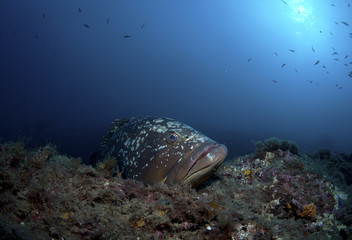 grouper