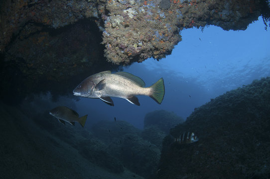 Mostella Seeking Shelter In A Cave