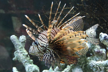 Aquarium fish