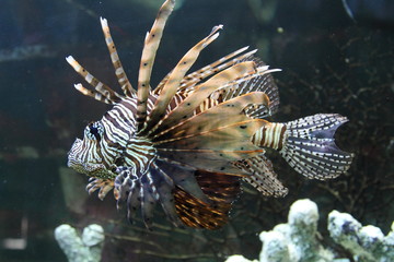 Aquarium fish