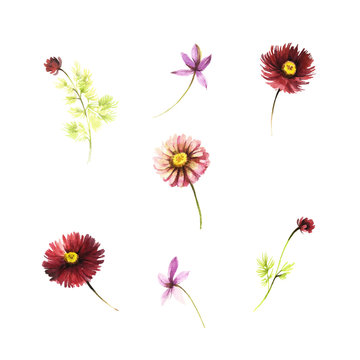 Set of daisies. Hand draw watercolor illustration
