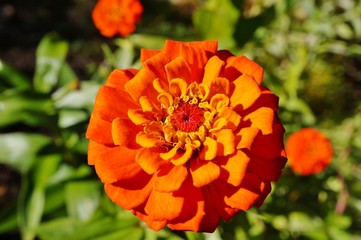 Close-up of an orange red zinnia flower in bloom