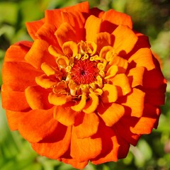 Close-up of an orange red zinnia flower in bloom