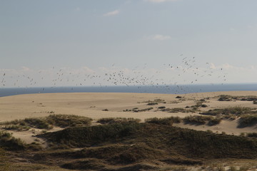 Curonian coast
