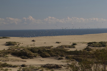 Curonian coast