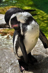 Naklejka premium Beak Cleaning