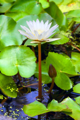 flower white Lotus in the water. Filmed in close-up.
