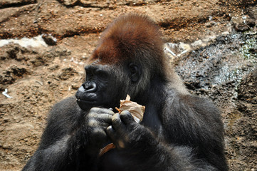 Closeup of Gorilla