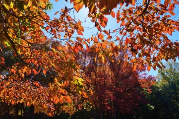 Colorful red, orange, and yellow leaves during foliage season on the East Coast