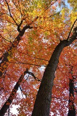 Colorful red, orange, and yellow leaves during foliage season on the East Coast