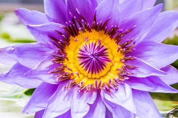 beautiful purple Water lily grows in the pond