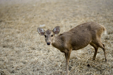 Deer