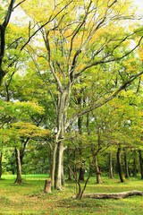 Fototapeta na wymiar 森林の紅葉風景
