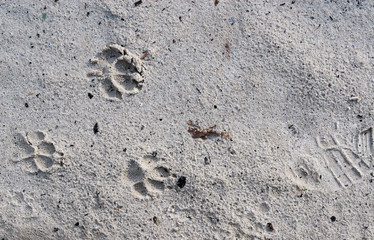 Dog and human footprints in wet sand.