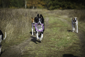Dogs on a walk in the park