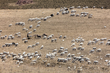 Flock of cattle near Segesta, Sicily