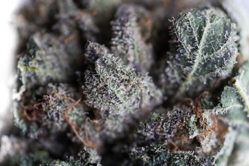 Cannabis Macro Trichomes up close Marijuana