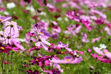 コスモス　万博記念公園