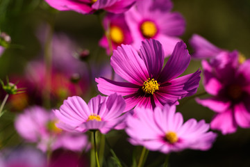 Fototapeta premium コスモス 万博記念公園
