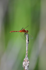 Close up of a red dragonfly clinging