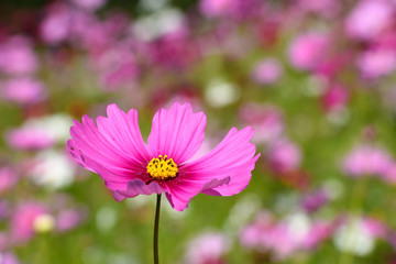 コスモス　万博記念公園