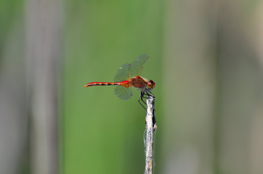 Close up of a red dragonfly clinging
