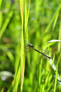 Green dragonfly clinging to a blade of grass