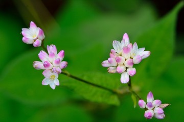ミゾソバの小さくて可愛い蕾と花