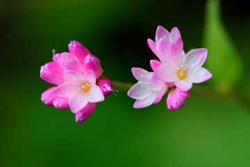 ミゾソバの小さくて可愛い蕾と花