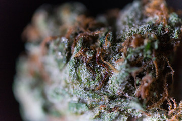 Cannabis Macro Trichomes up close Marijuana