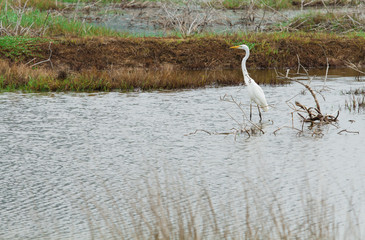 white egret bird