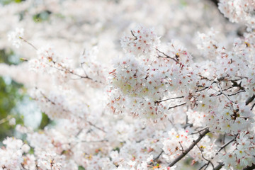 桜