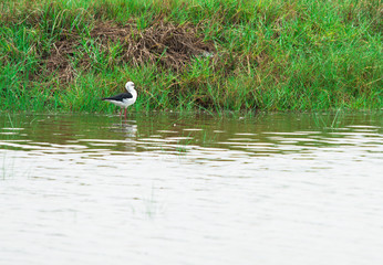 red shank bird