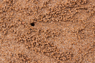 Ghost crab hole on Sand Texture