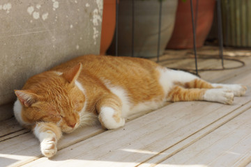 眠る茶猫