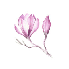 Image of blooming magnolia branch. Watercolor illustration.