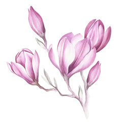 Fototapeta na wymiar Image of blooming magnolia branch. Watercolor illustration.